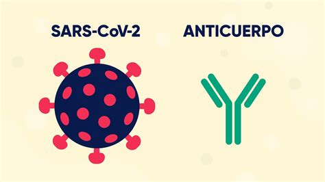 Tratamiento De Covid Con Anticuerpos Monoclonales Qu Es Y C Mo