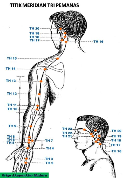 Titik Meridian Akupuntur Pdf Homecare