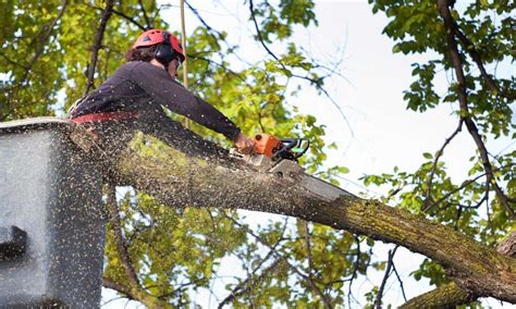 Tree Removal Service Companies Offer A Variety Of Services