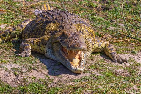 Katavi Yawning Crocodile Katavi National Park Tanzania Steve