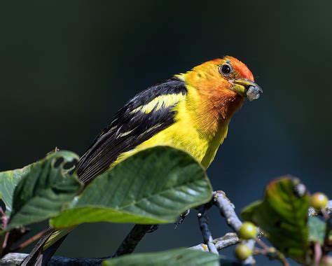 Western Tanager | Backcountry Gallery Photography Forums