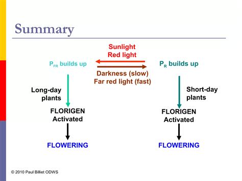 Photoperiodism | PPT