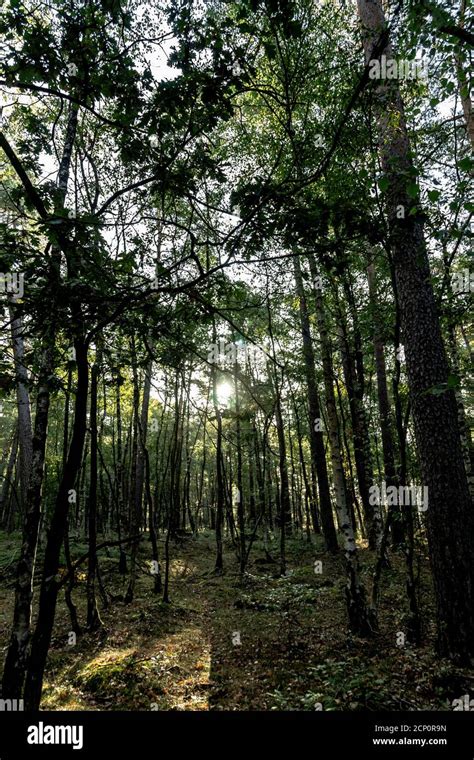 Deciduous forest in summer Stock Photo - Alamy