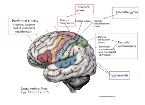 Somatic Sensory System Flashcards Quizlet