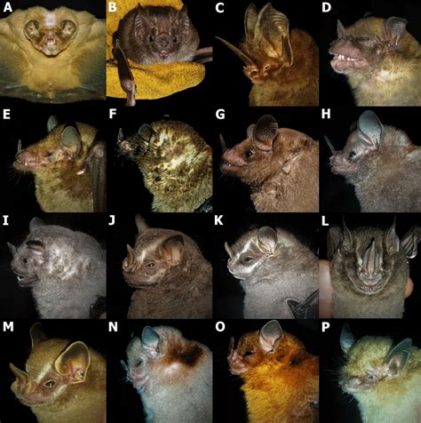 Part Of The Bat Species Captured With Mist Nets In The Yuscarán