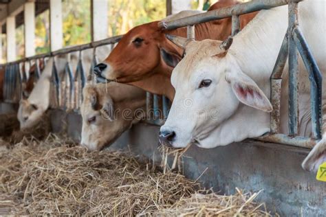 Cows Feeding Hay in the Farm Stock Image - Image of indoor, group: 28894785