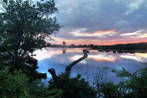 New Forest - England Photograph by Joana Kruse - Pixels