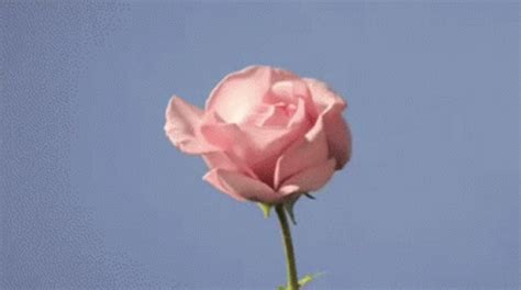 Flower Sun GIF - Flower Sun Bloom - Discover & Share GIFs