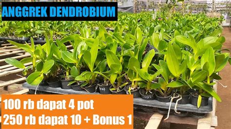 Lanjutan Promo Kemerdekaan Promo Anggrek Dendrobium Keriting Youtube