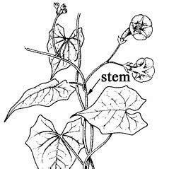 Ipomoea Coccinea Red Morning Glory Go Botany