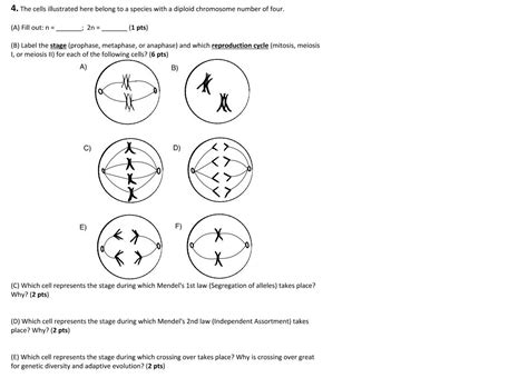 Solved 4 The Cells Illustrated Here Belong To A Species Chegg