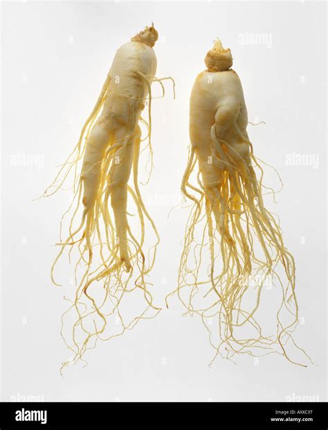 Panax ginseng hi-res stock photography and images - Alamy
