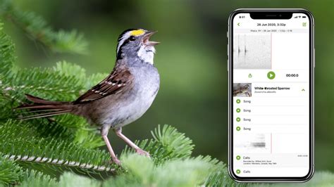 Cornell Lab Of Ornithologys Merlin Bird ID App Achieves Worldwide Coverage