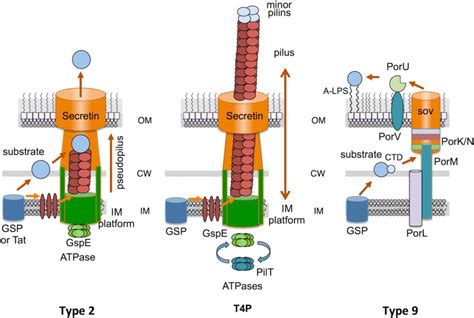 Schematics Of Class Ii Assembly Pathways Type 2 Secretion Systems