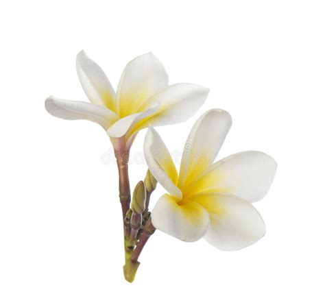 Frangipani Flower On White Background Stock Photo Image Of Summer