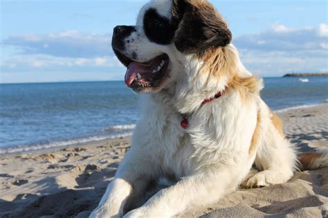 saint bernard grooming bathing shedding  haircuts
