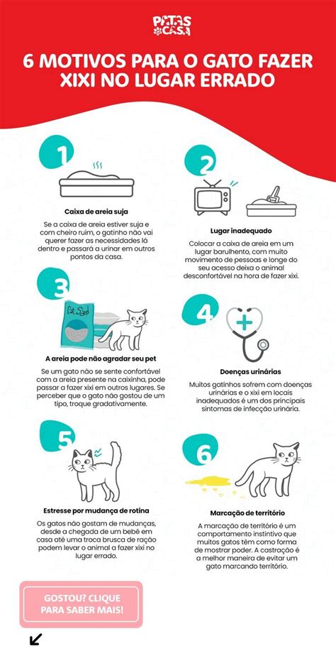 6 Motivos Para O Gato Fazer Xixi No Lugar Errado Em 2024 Como Cuidar