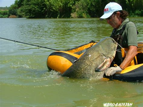 CATFISH FISHING GUIDE IN THE RIVER EBRO, CATFISHING AND CARPFISHING ...