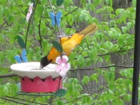 My Make Do Oriole Feeder All They Care About Is Getting To The Grape