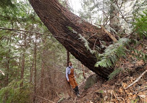 The Search For The Chilliwack Giant