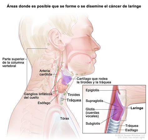 Cuantos Agujeros Tiene Una Mujer Todo Lo Que Debes Saber Sobre La