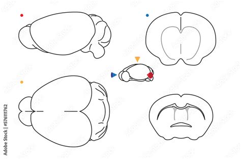 Illustrated mouse brain from different POVs Stock Vector | Adobe Stock