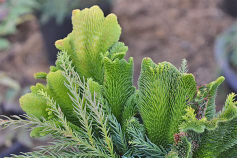 Cockscomb Japanese Cedar Cloud Mountain Farm Center Nursery