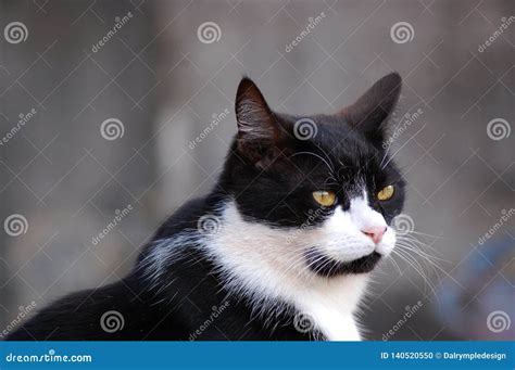 Black and White Tuxedo Cat Portrait Stock Photo - Image of gray, posing ...