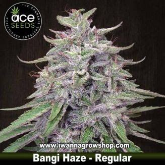 Comprar Semillas Ace Seeds Regulares En I Wanna Grow Shop