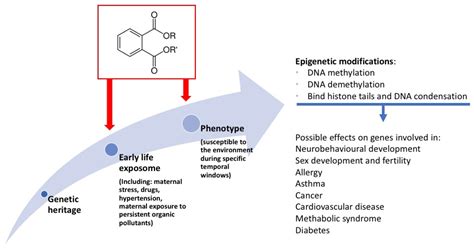 Ijms Free Full Text Perinatal Exposure To Phthalates From