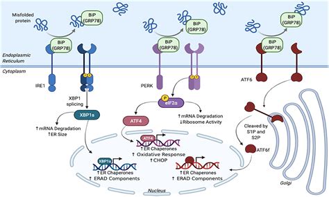 Frontiers The Critical Roles Of Proteostasis And Endoplasmic