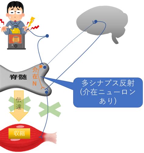 中枢系筋弛緩薬の解説：単シナプス反射・多シナプス反射とは？ マインドマップ薬学