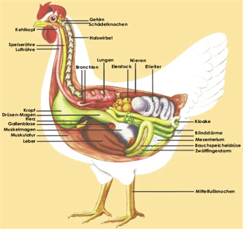 Anatomie Welsumerklub