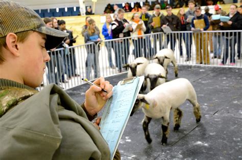 Livestock Judging