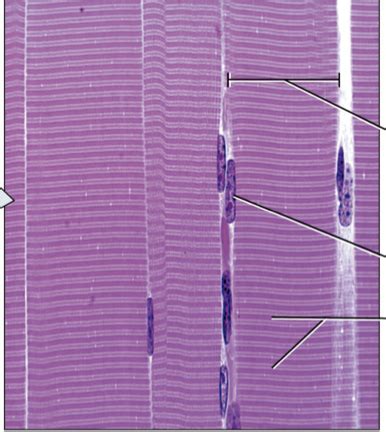 Anatomy Chapter Muscle Tissue Flashcards Quizlet