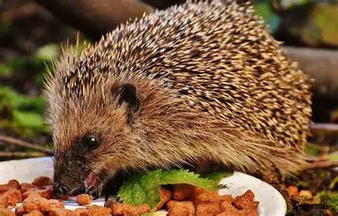 Pet Hedgehog Lifespan-How long Do Hedgehogs Live? - Petaddon