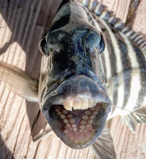 6 Strange Fish With Overbite and Dangerous Teeth