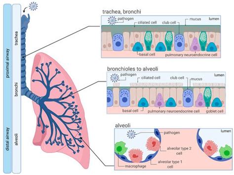 In Vitro Lung Models Encyclopedia Mdpi