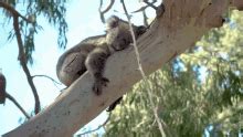 Koala GIFs | Tenor