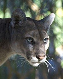 Florida panther - Wikipedia