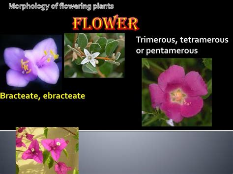 PPT - Study of external structure PowerPoint Presentation, free download - ID:2255447