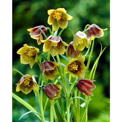 Fritillaria Davisii Bulbs Peter Nyssen Buy Flower Bulbs And Plants