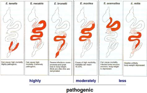 Coccidiosis Of The Chicken Flashcards Quizlet