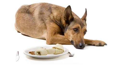 10 Ways to Help a Dog with Upset Stomach (And How to Prevent It)