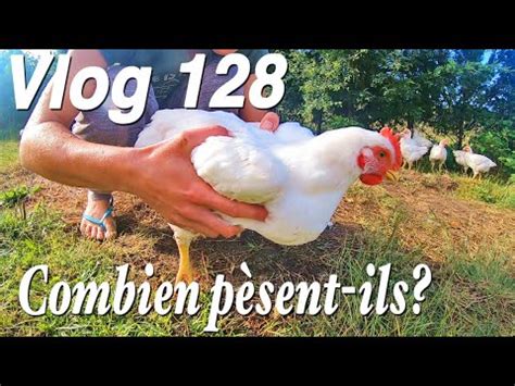 Poulets de Chair à 5 semaines Quel poids Vlog 128 YouTube