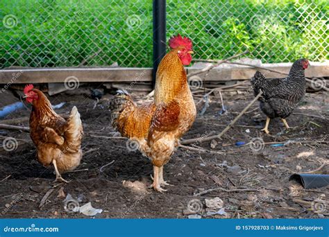 Free Range Rooster And Hens Gallus Gallus Domesticus In A Farmyard