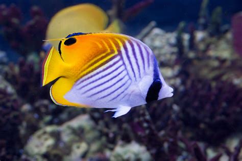 Threadfin Butterflyfish – Facts and Photographs | Seaunseen