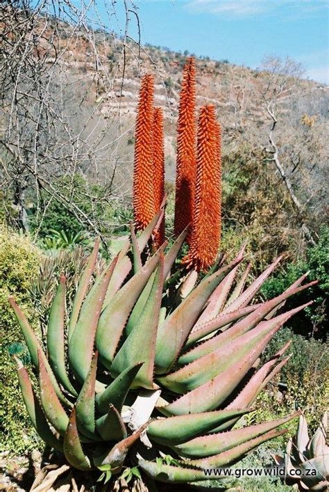 Aloe Ferox Growwild