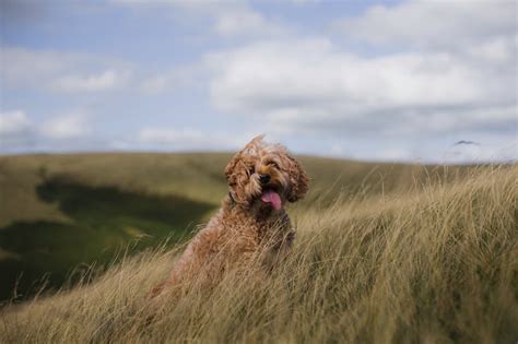 Unlocking the Science of Dog Coat Color Genetics