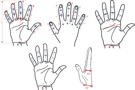 The 63 Dimensions Were Measured From The 3d Hand Model Download